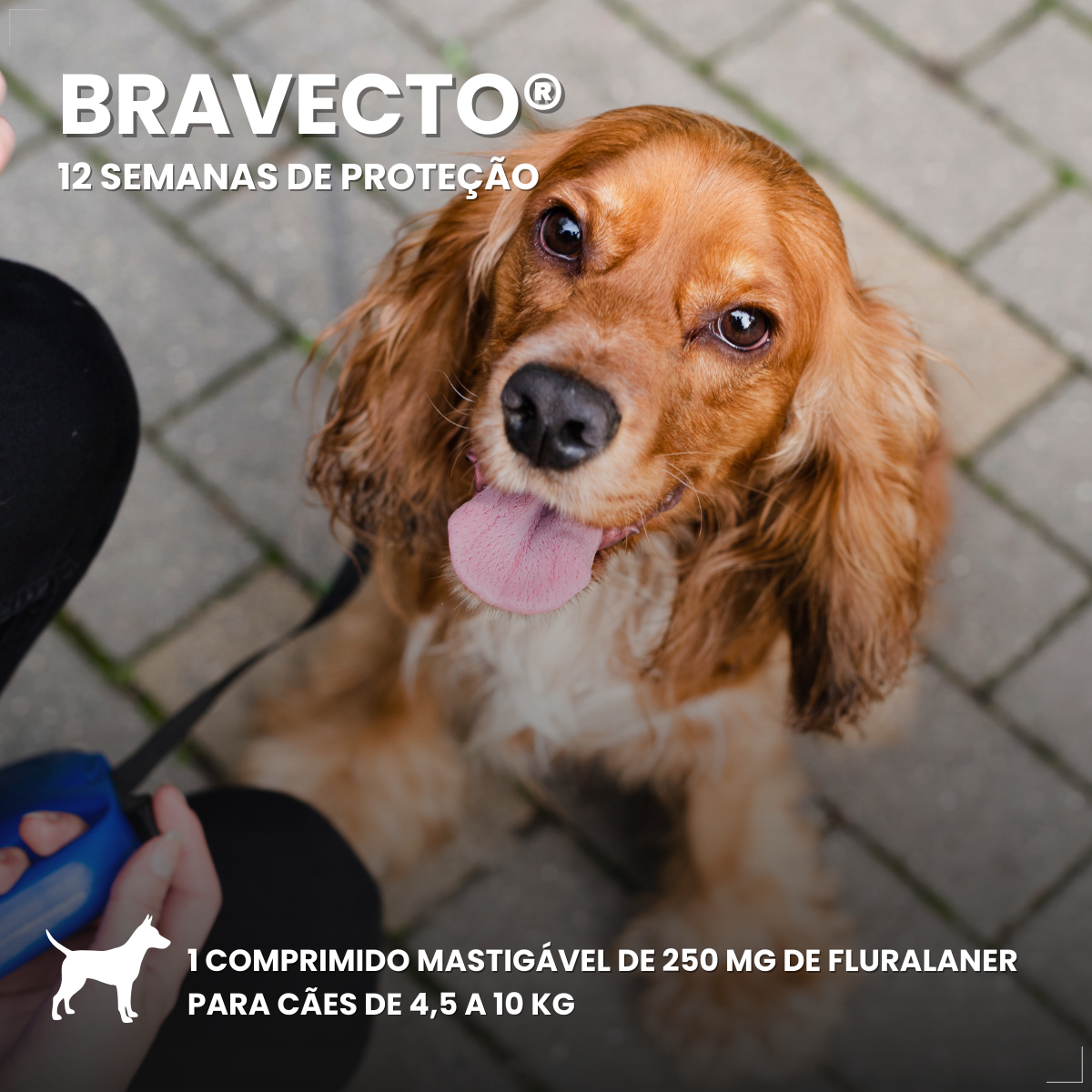 Bravecto Carrapatos Antipulgas Cães De 4,5 A 10 Kg Msd 250mg
