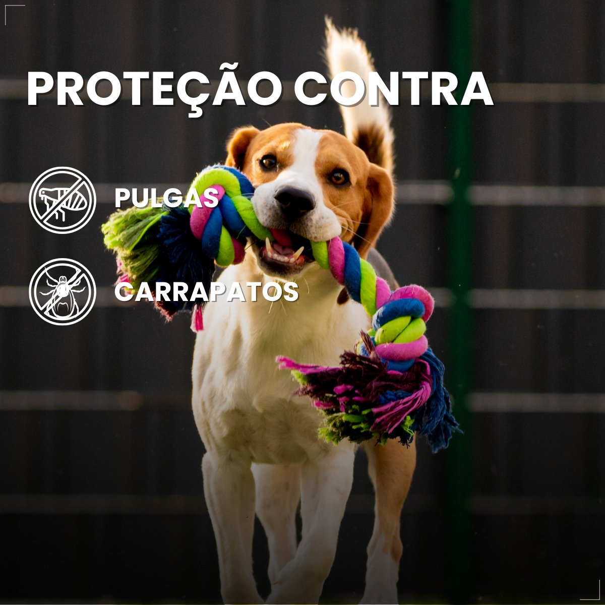 Bravecto Carrapatos Antipulgas Cães De 4,5 A 10 Kg Msd 250mg