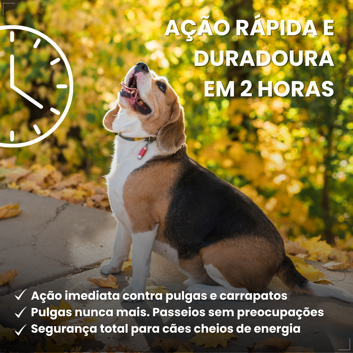 Bravecto Carrapatos Antipulgas Cães De 4,5 A 10 Kg Msd 250mg