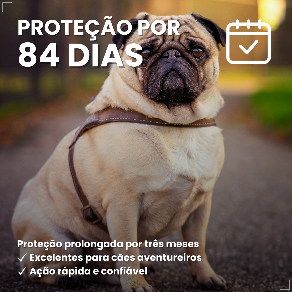 Bravecto Carrapatos Antipulgas Cães De 4,5 A 10 Kg Msd 250mg
