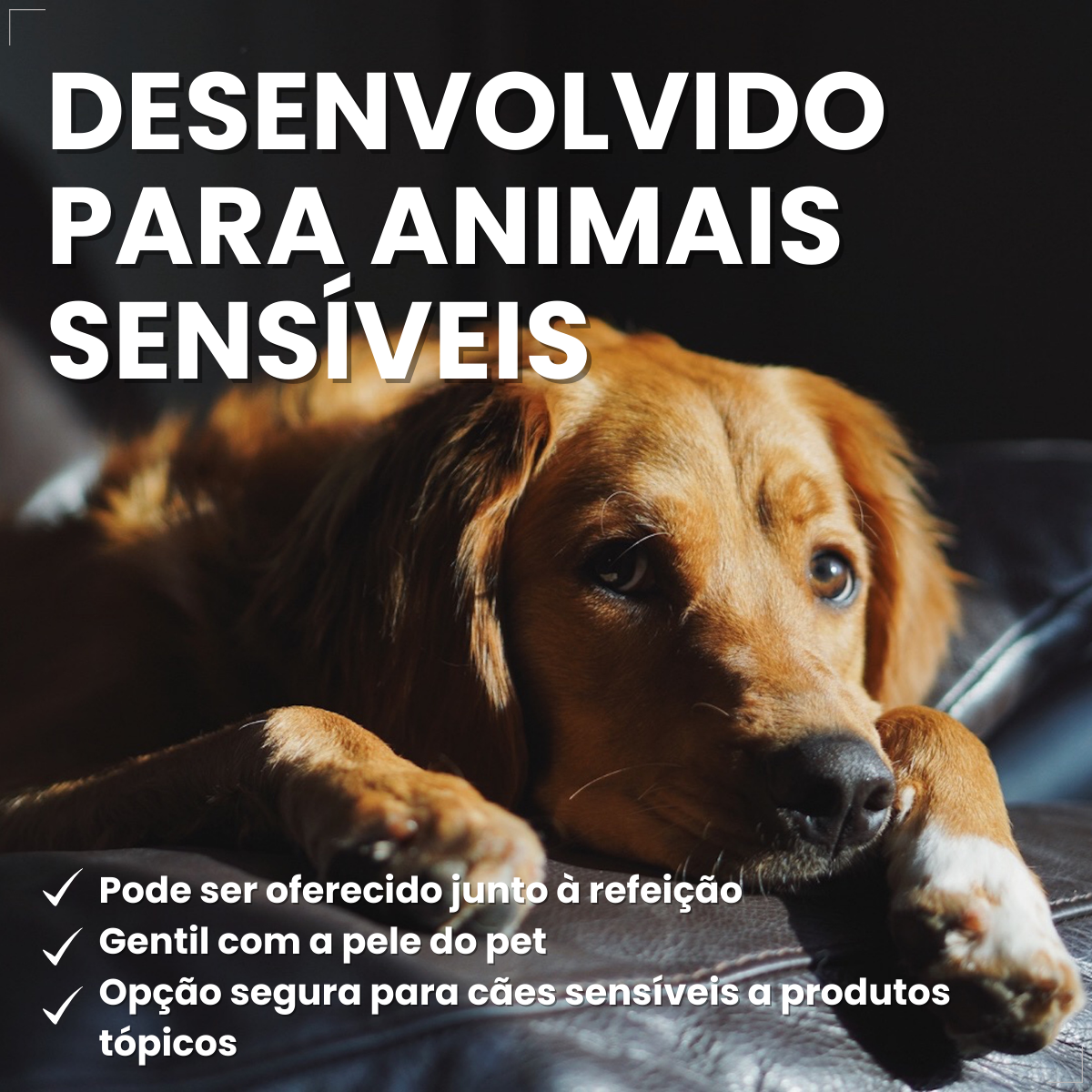 Bravecto Carrapatos Antipulgas Cães De 4,5 A 10 Kg Msd 250mg