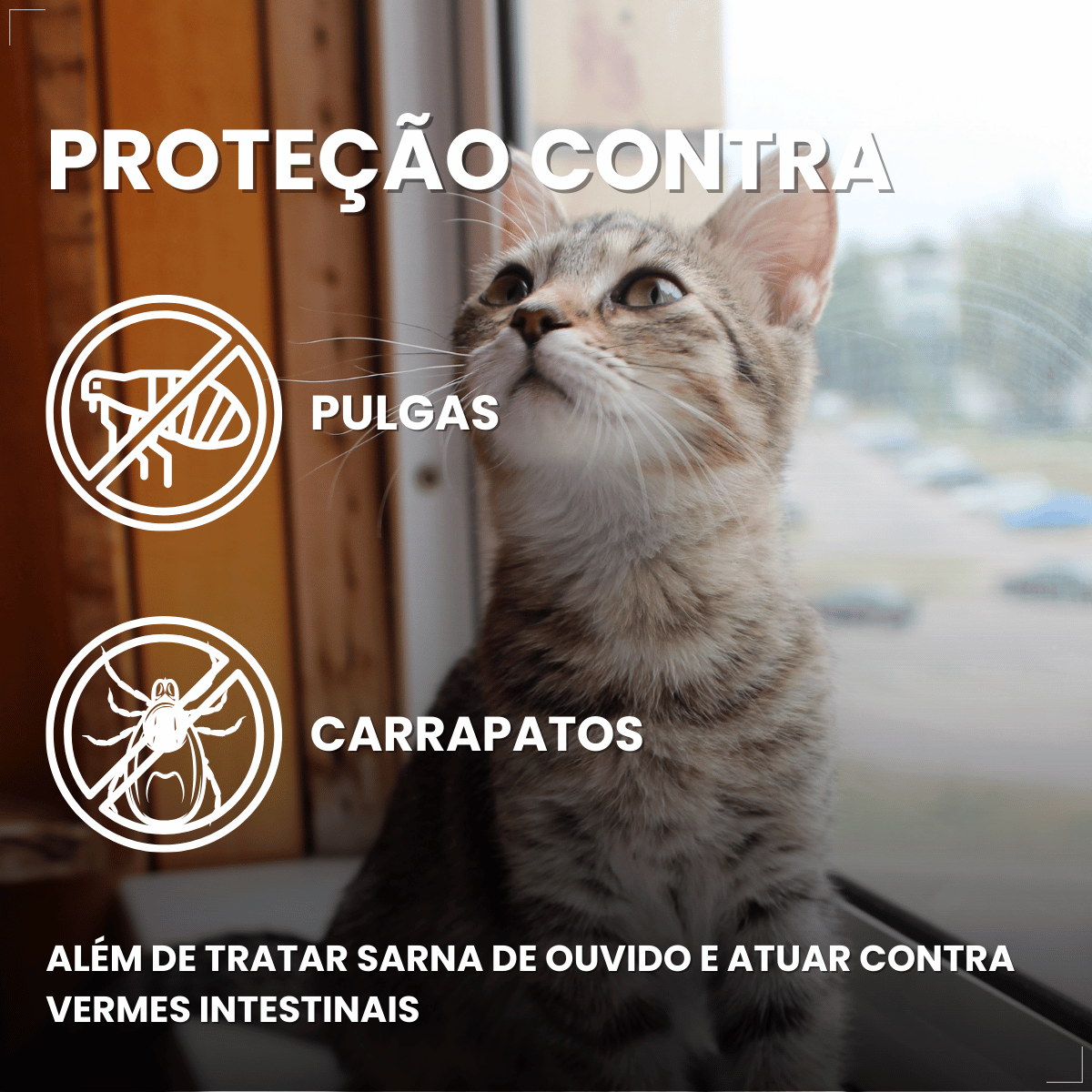 Antipulgas Bravecto Plus Transdermal Gatos 2,8 a 6,25 kg 250mg
