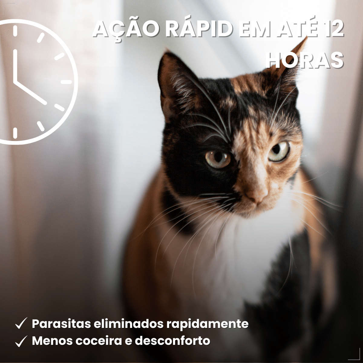Antipulgas Bravecto Plus Transdermal Gatos 2,8 a 6,25 kg 250mg
