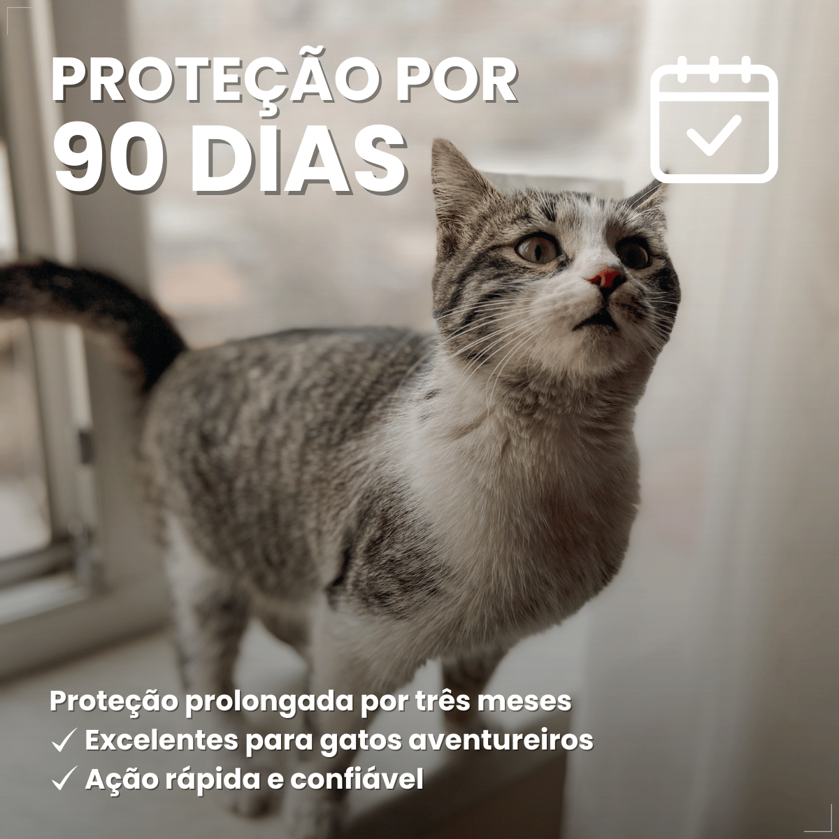 Antipulgas Bravecto Plus Transdermal Gatos 2,8 a 6,25 kg 250mg