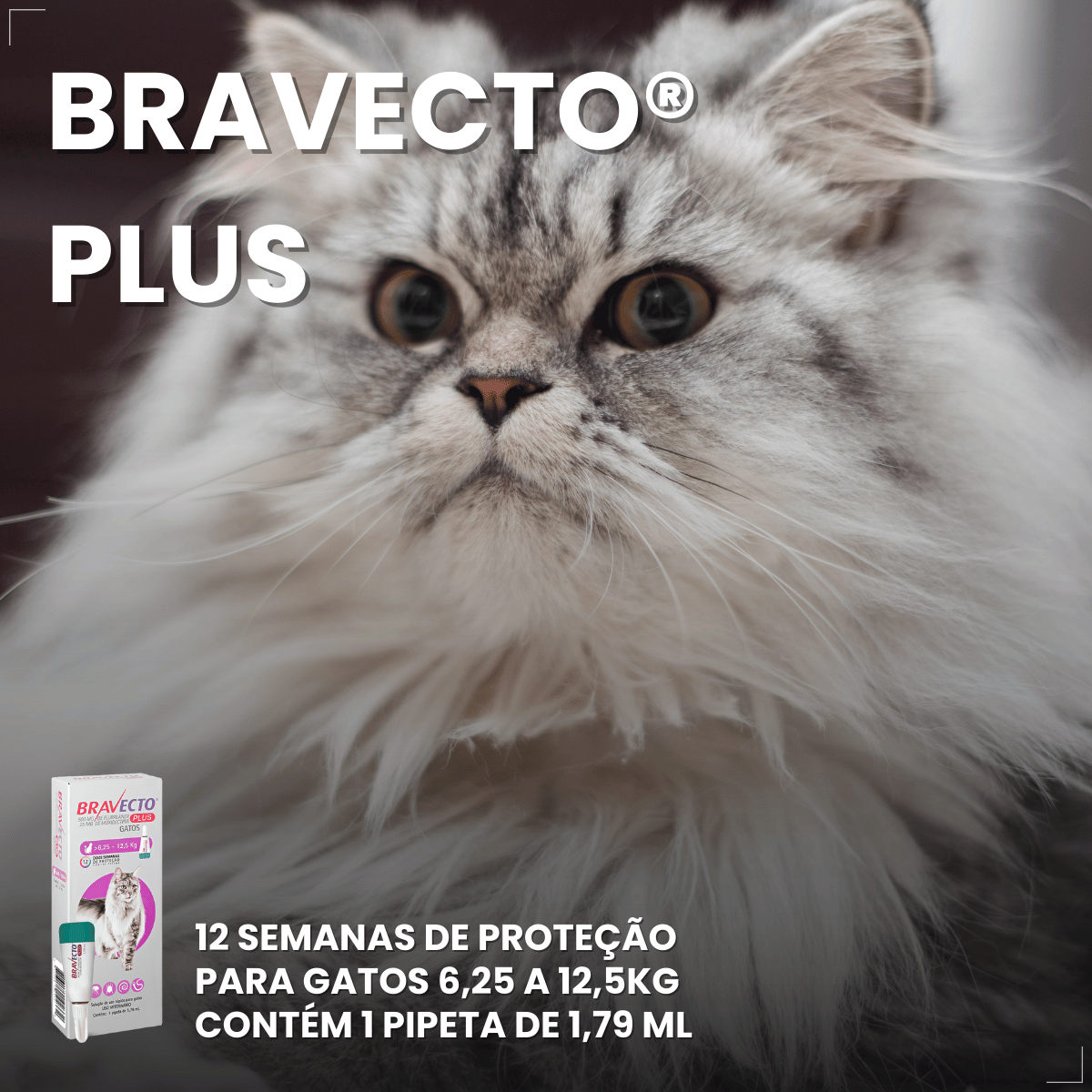 Antipulgas Bravecto Plus Gatos 6,25 a 12,5 kg 500 mg