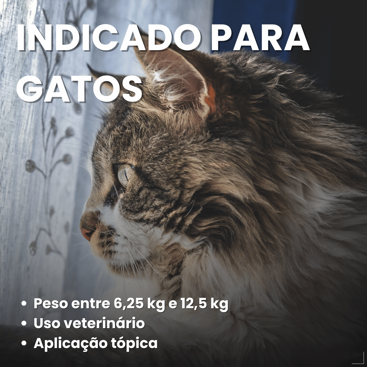 Antipulgas Bravecto Plus Gatos 6,25 a 12,5 kg 500 mg