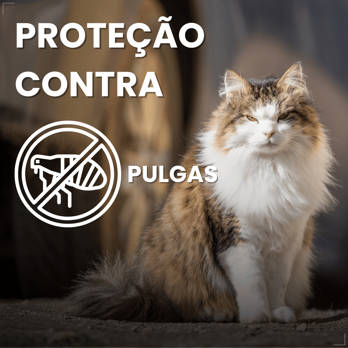 Antipulgas Bravecto Plus Gatos 6,25 a 12,5 kg 500 mg