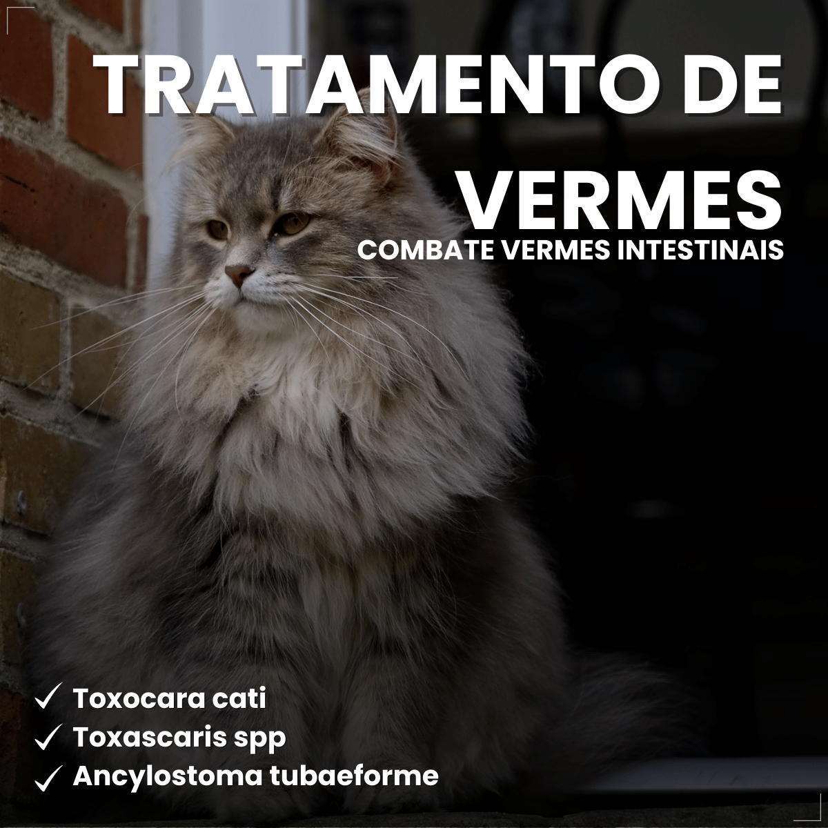 Antipulgas Bravecto Plus Gatos 6,25 a 12,5 kg 500 mg