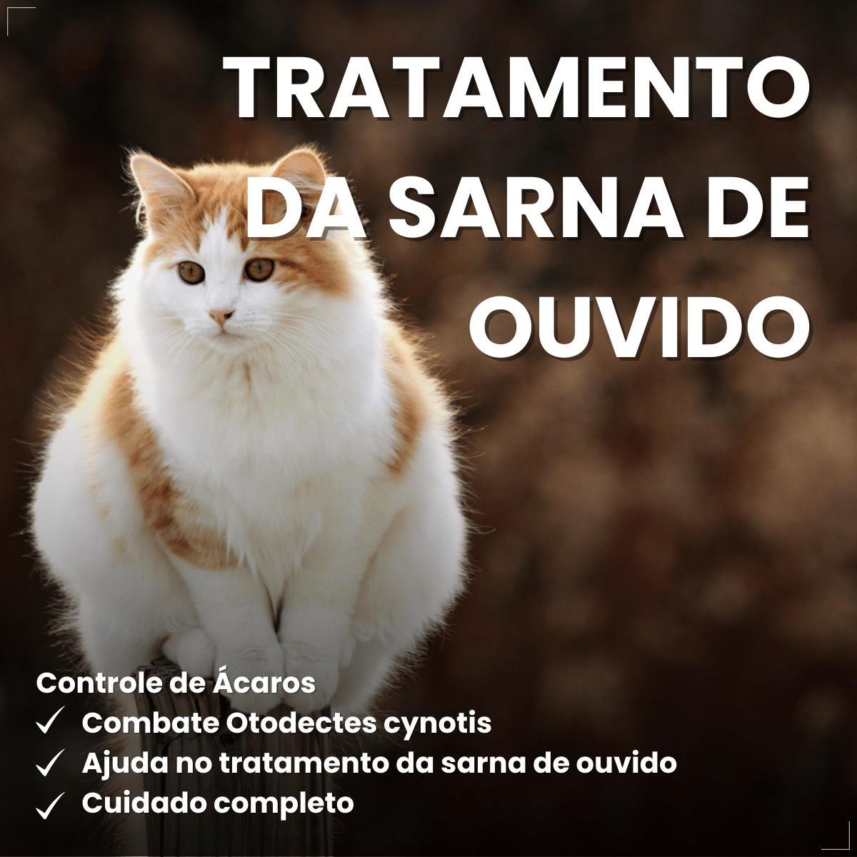 Antipulgas Bravecto Plus Gatos 6,25 a 12,5 kg 500 mg