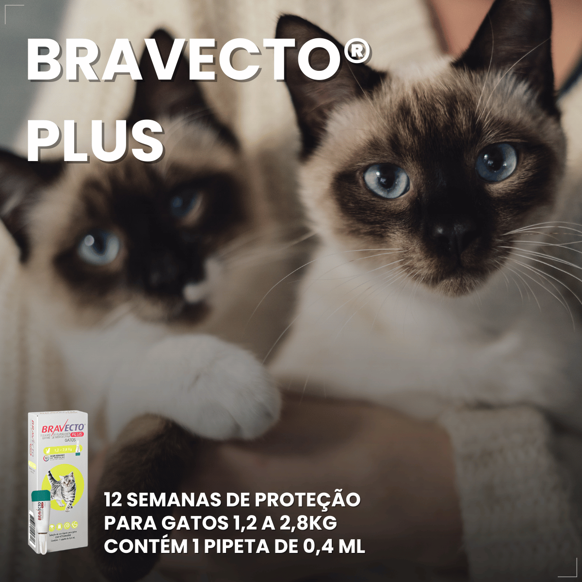 Antipulgas Bravecto Plus para Gatos 1,2 a 2,8 kg 0,4 ml