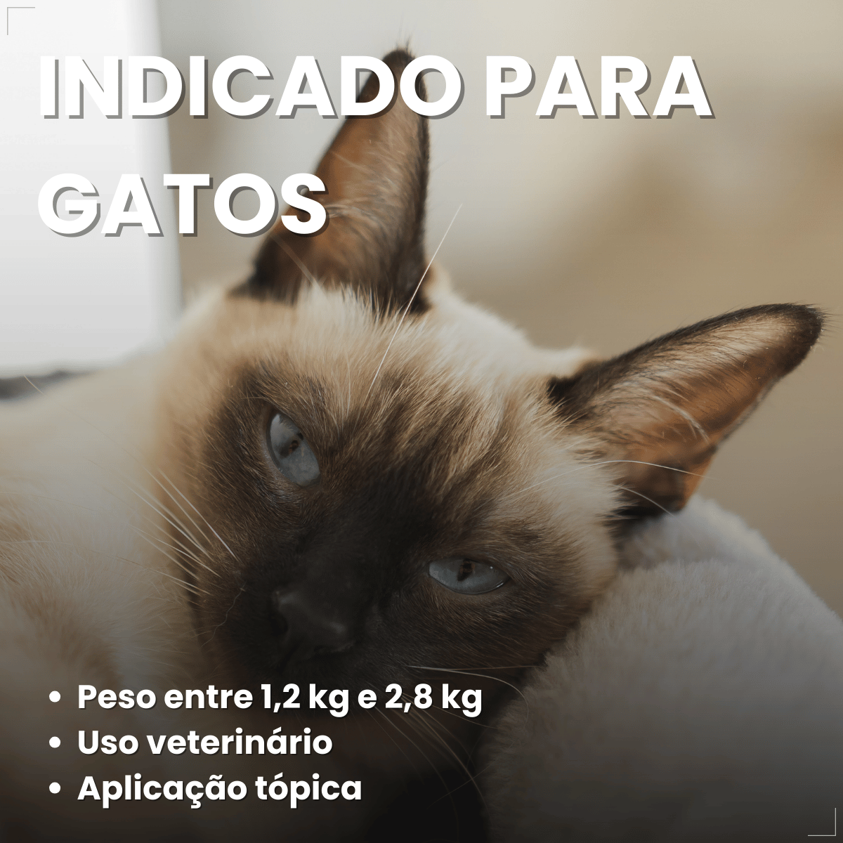 Antipulgas Bravecto Plus para Gatos 1,2 a 2,8 kg 0,4 ml