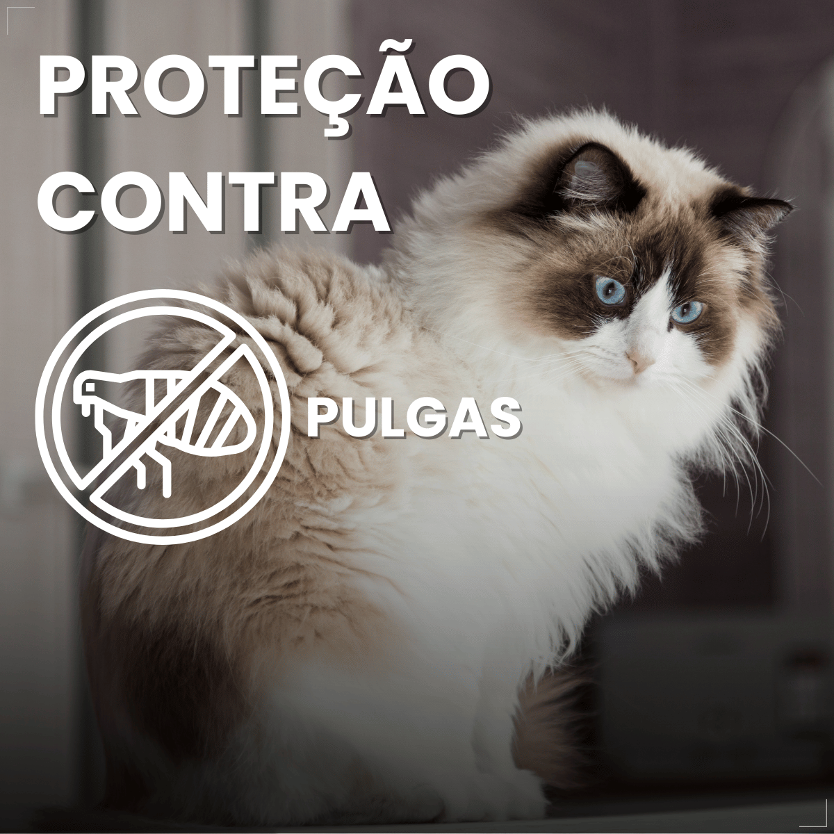 Antipulgas Bravecto Plus para Gatos 1,2 a 2,8 kg 0,4 ml