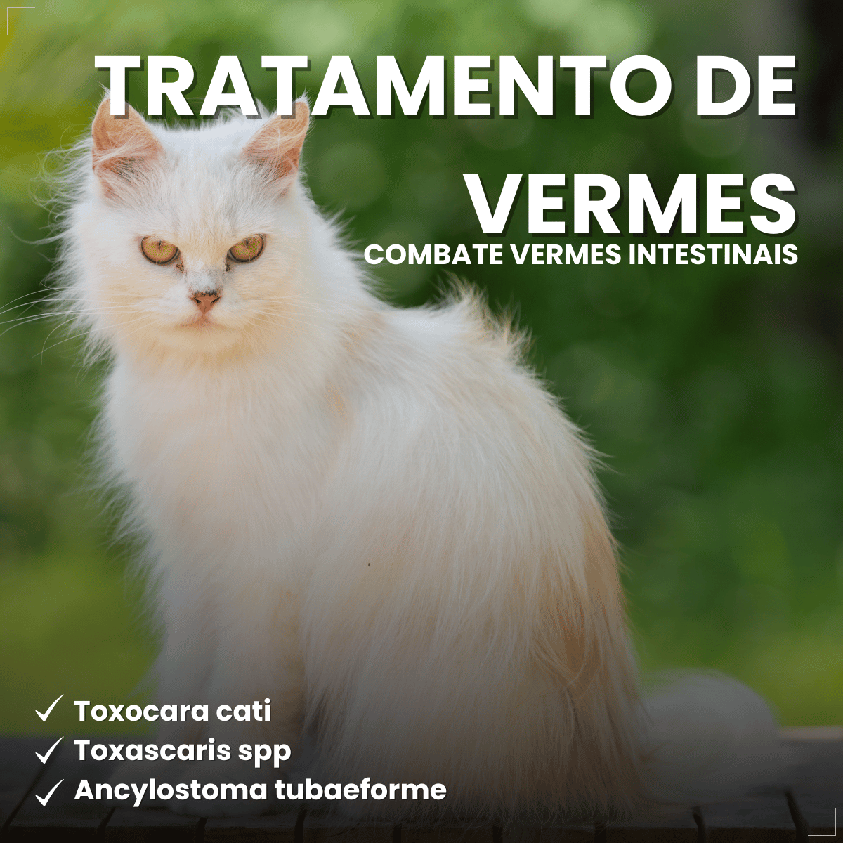 Antipulgas Bravecto Plus para Gatos 1,2 a 2,8 kg 0,4 ml