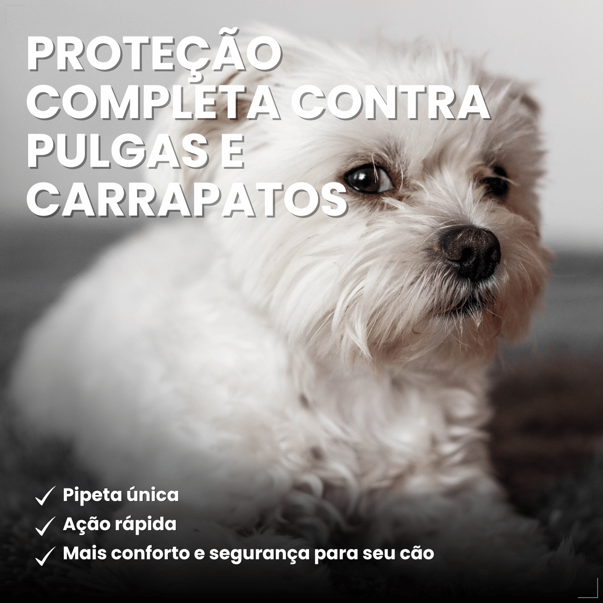 Antipulgas Bravecto Transdermal Cães 4,5 a 10 kg 250 mg