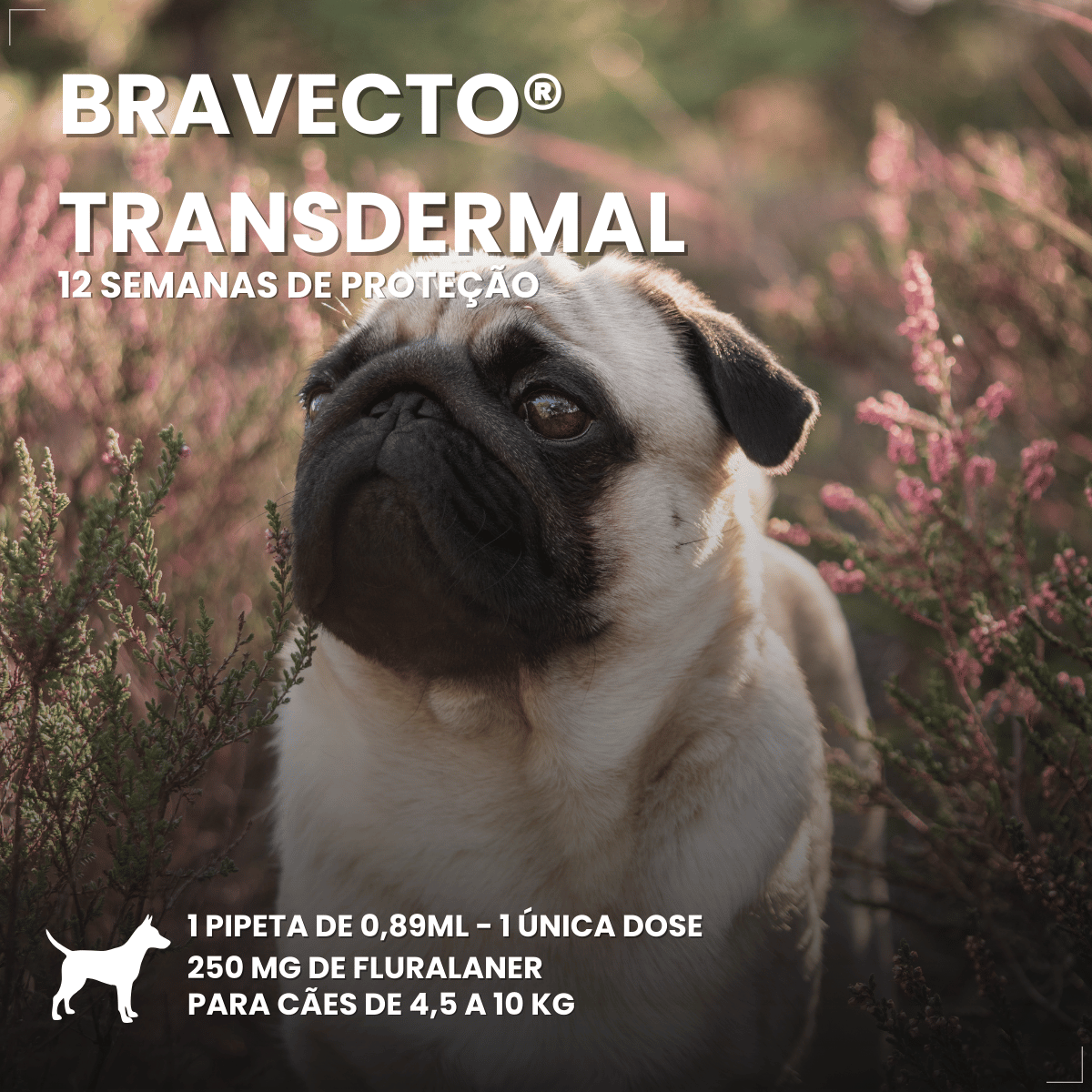 Antipulgas Bravecto Transdermal Cães 4,5 a 10 kg 250 mg