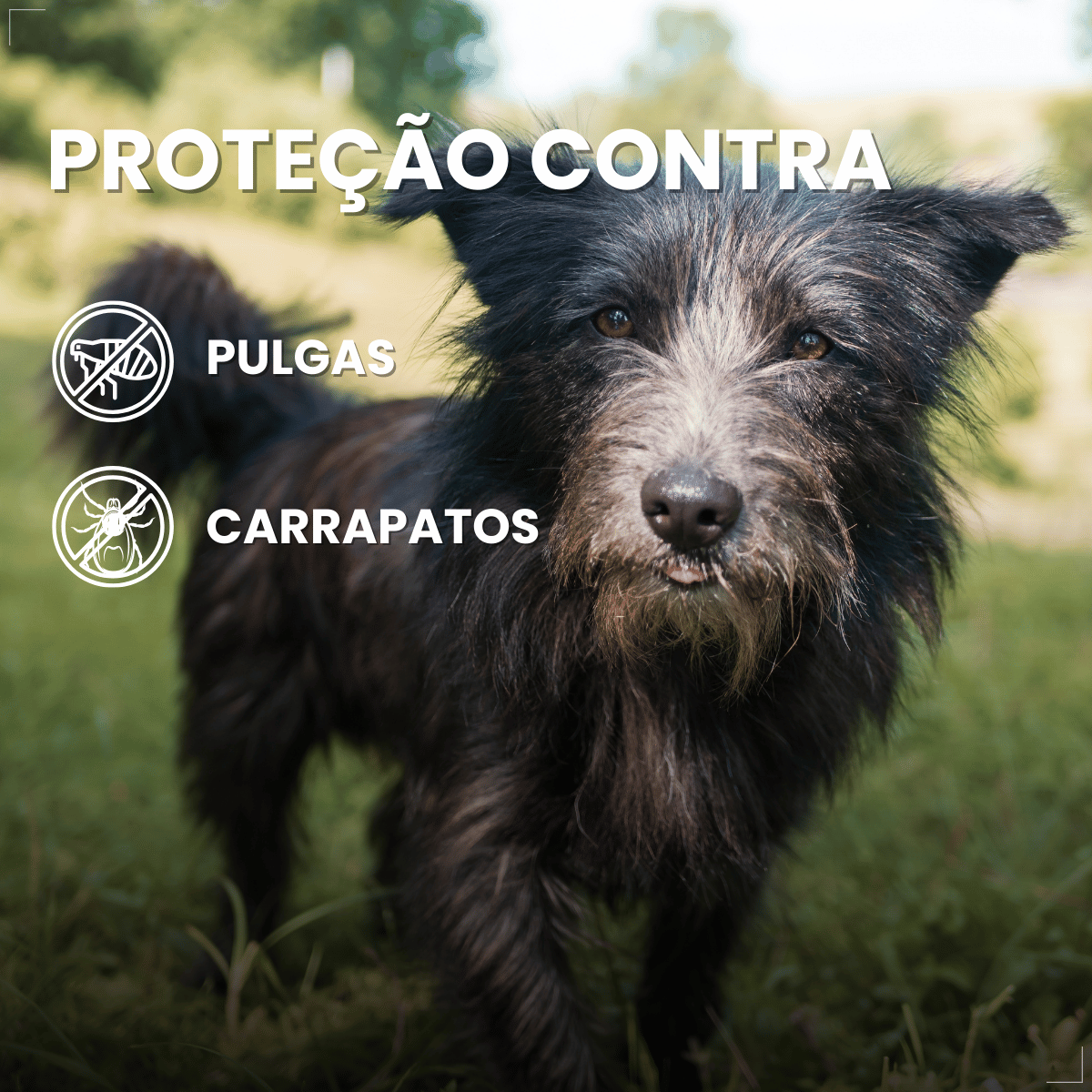 Antipulgas Bravecto Transdermal Cães 4,5 a 10 kg 250 mg