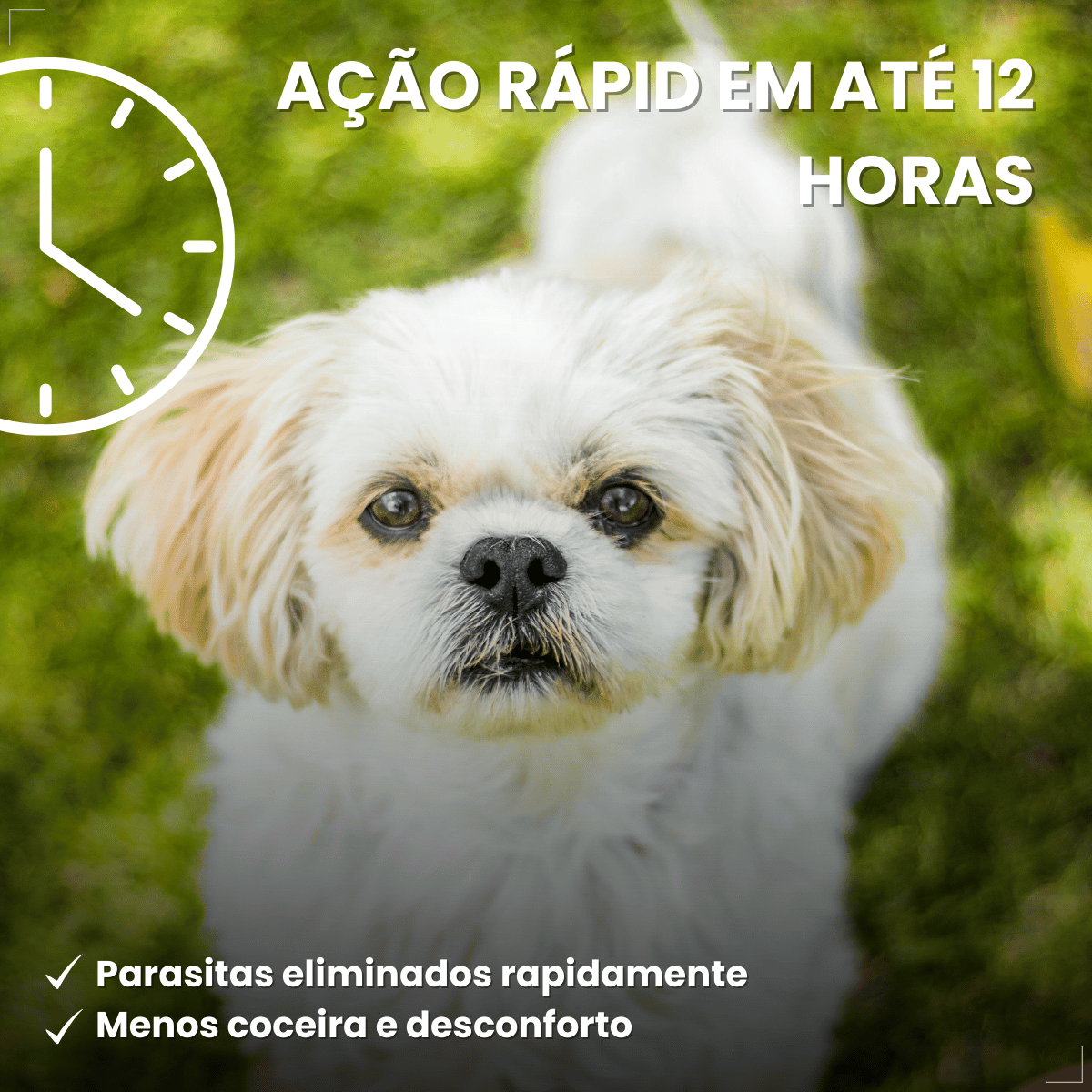 Antipulgas Bravecto Transdermal Cães 4,5 a 10 kg 250 mg