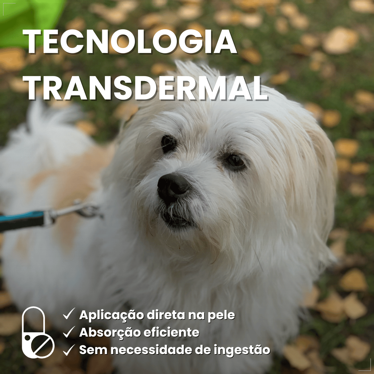 Antipulgas Bravecto Transdermal Cães 4,5 a 10 kg 250 mg