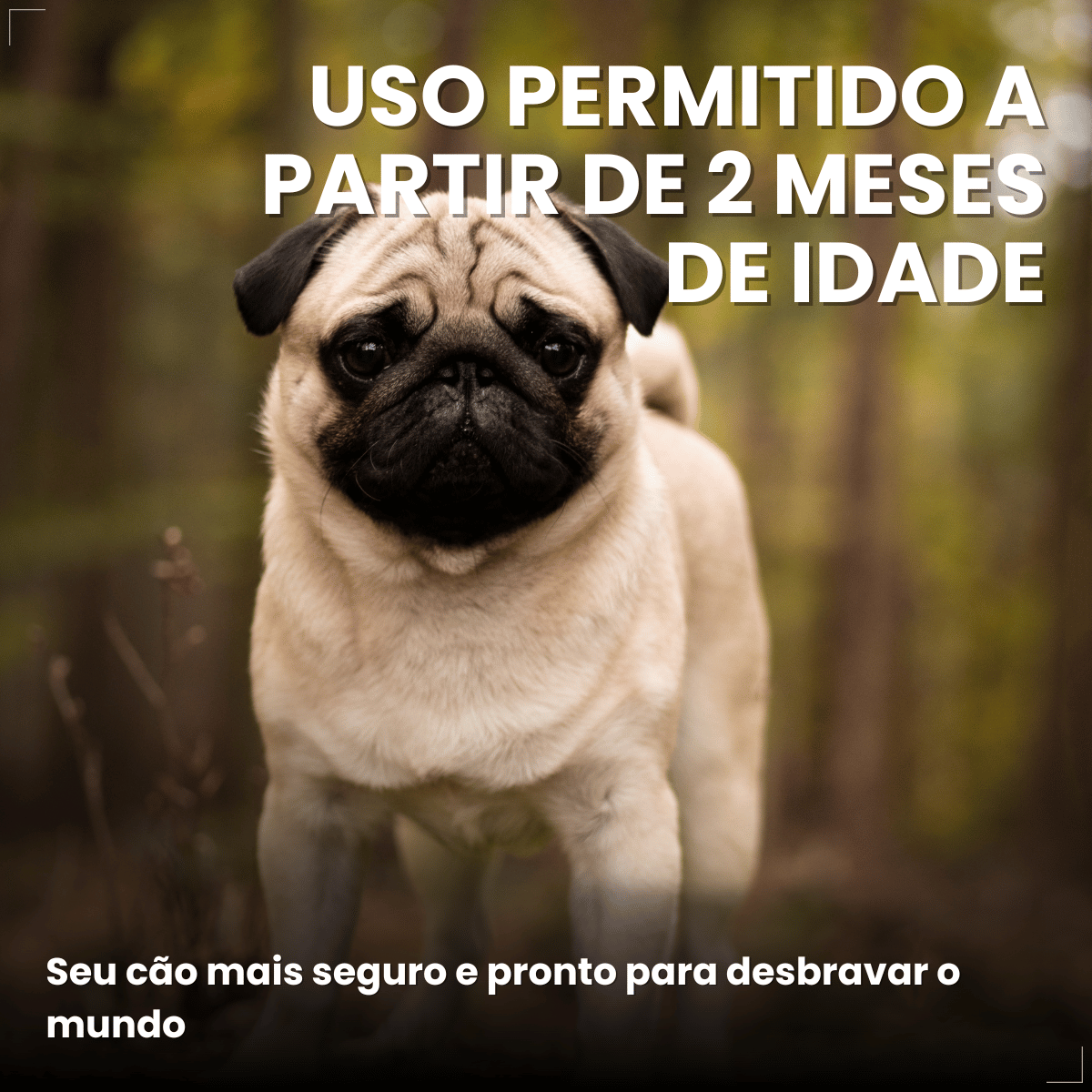 Antipulgas Bravecto Transdermal Cães 4,5 a 10 kg 250 mg