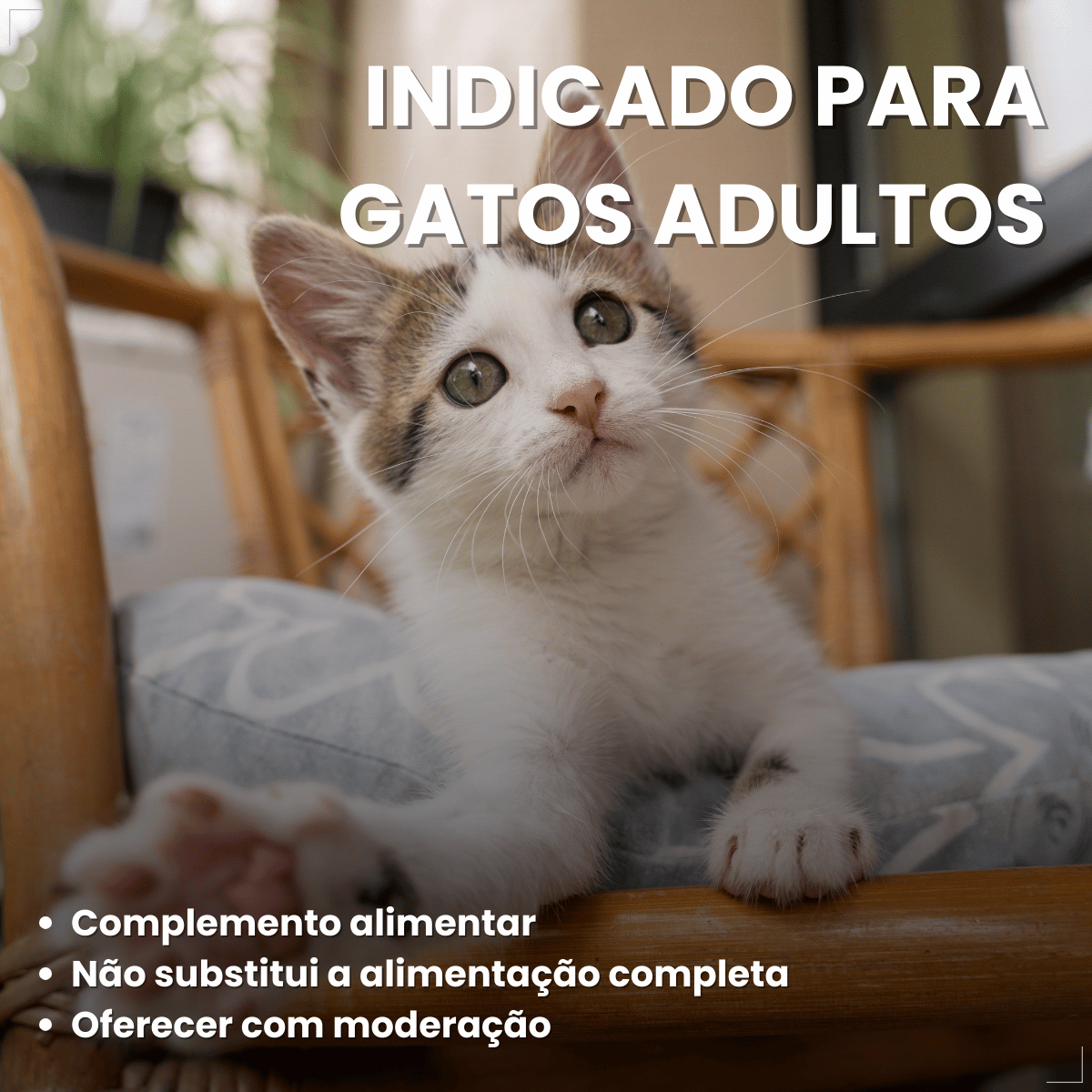 Petisco Úmido Gato Buona Petix Salmão 56g 4 unidades