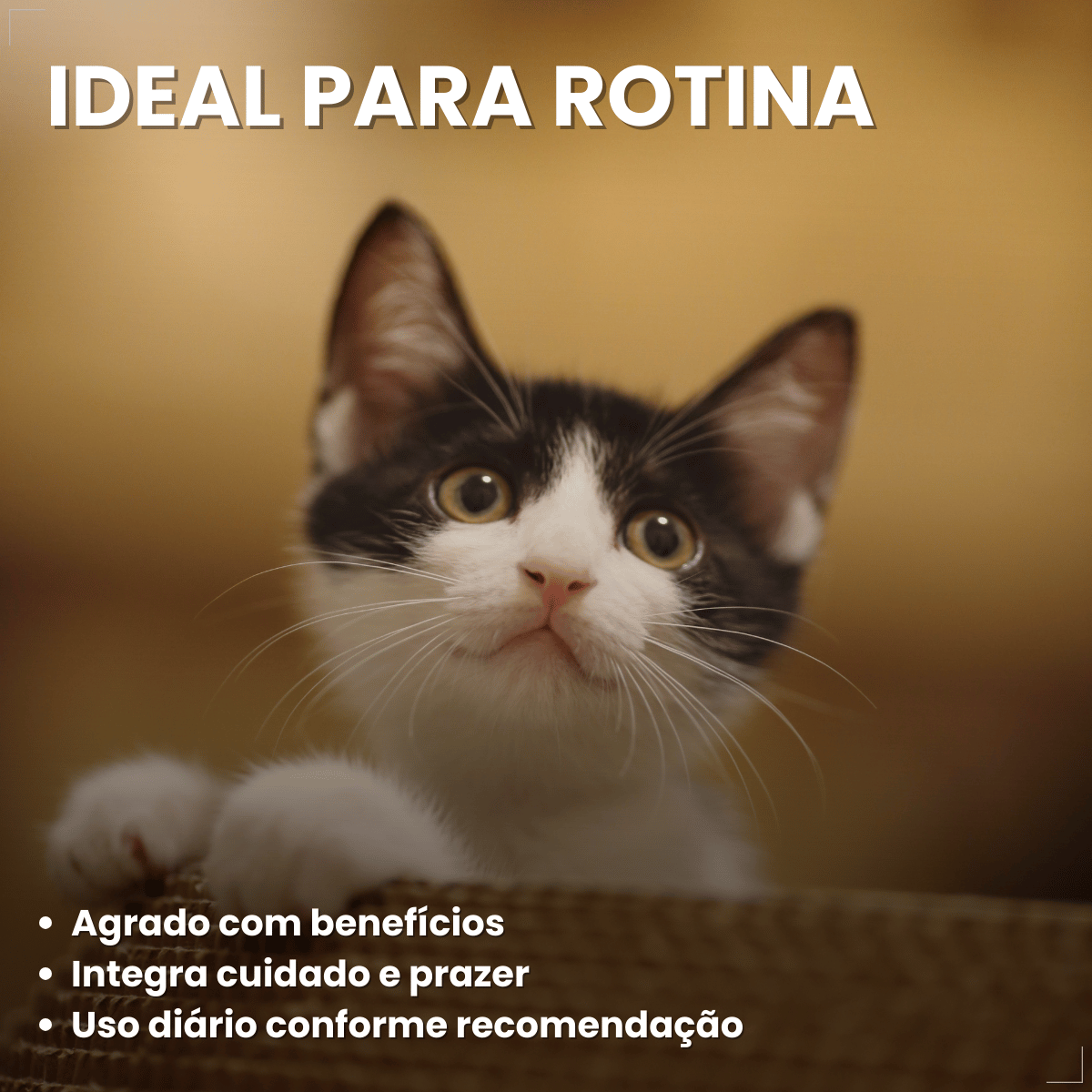 Petisco Úmido Gato Buona Petix Salmão 56g 4 unidades