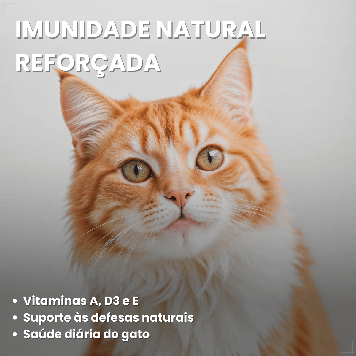 Petisco Úmido Gato Buona Petix Frango 56g 4 unidades