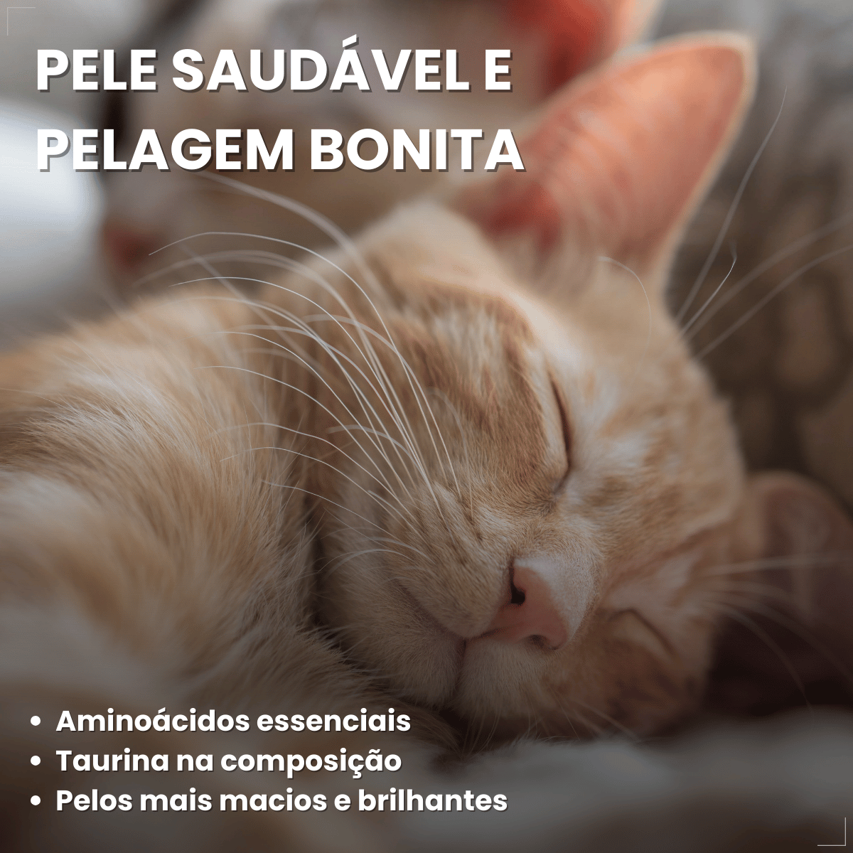 Petisco Úmido Gato Buona Petix Frango 56g 4 unidades