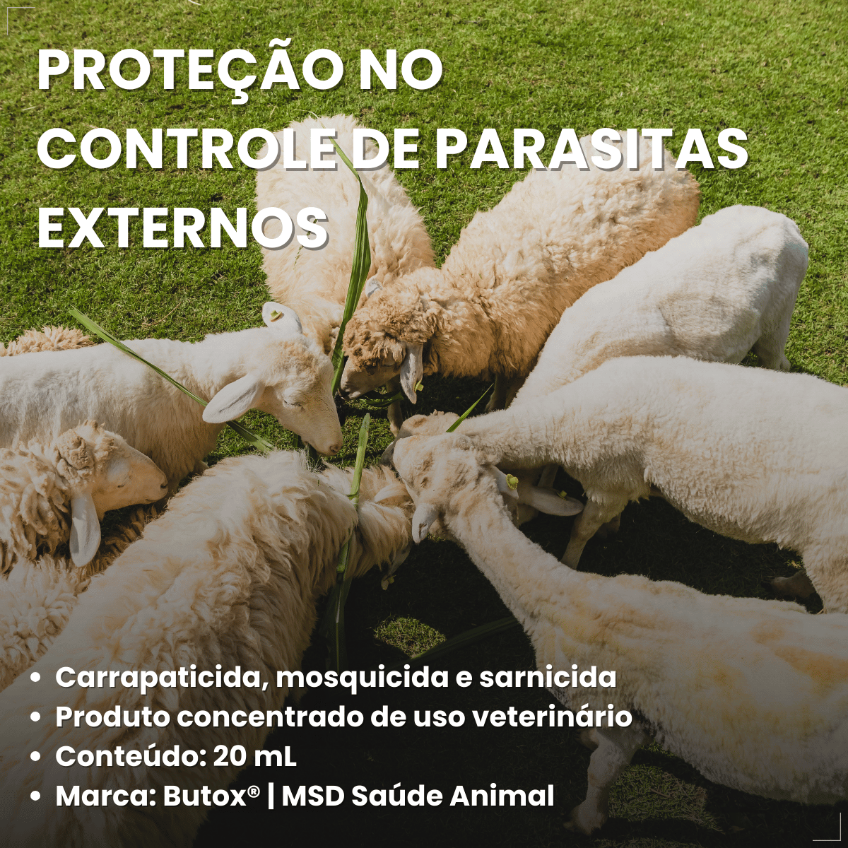 kit 3 Butox 20ml Antipulgas e Carrapatos para Cães e Gatos