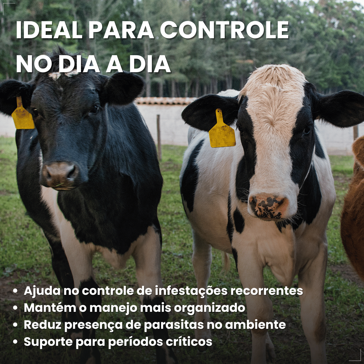 kit 3 Butox 20ml Antipulgas e Carrapatos para Cães e Gatos