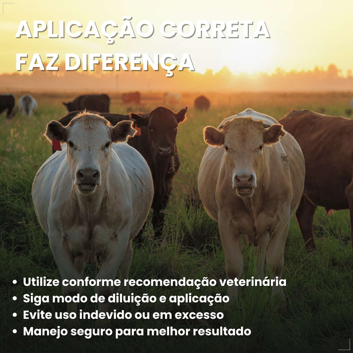 kit 3 Butox 20ml Antipulgas e Carrapatos para Cães e Gatos