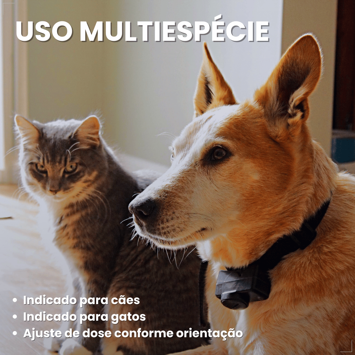 Kit 2 Calmavet 30ml Calmante Natural Para Cães E Gatos Provets