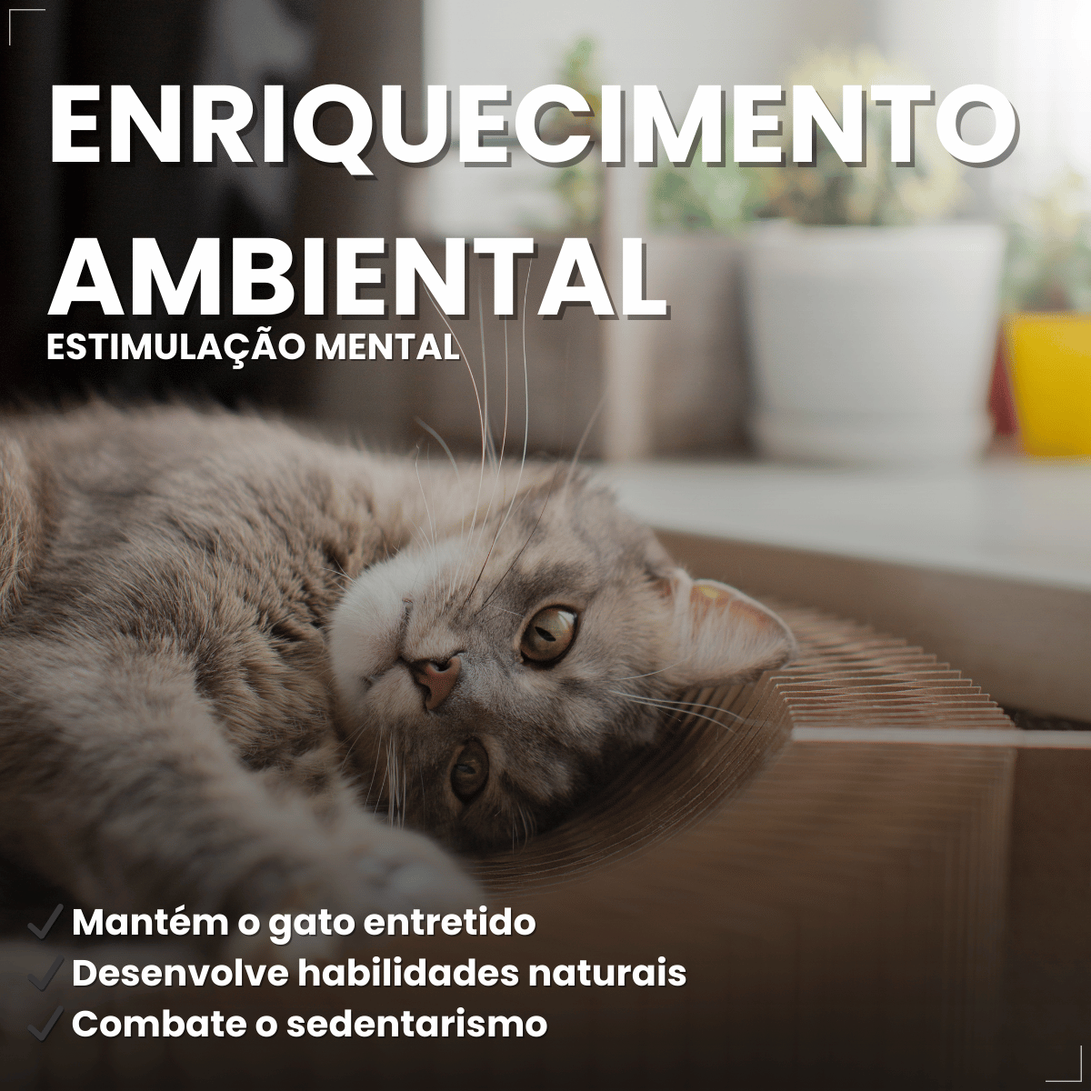 Chalesco Brinquedo Abacate Catnip para Gatos