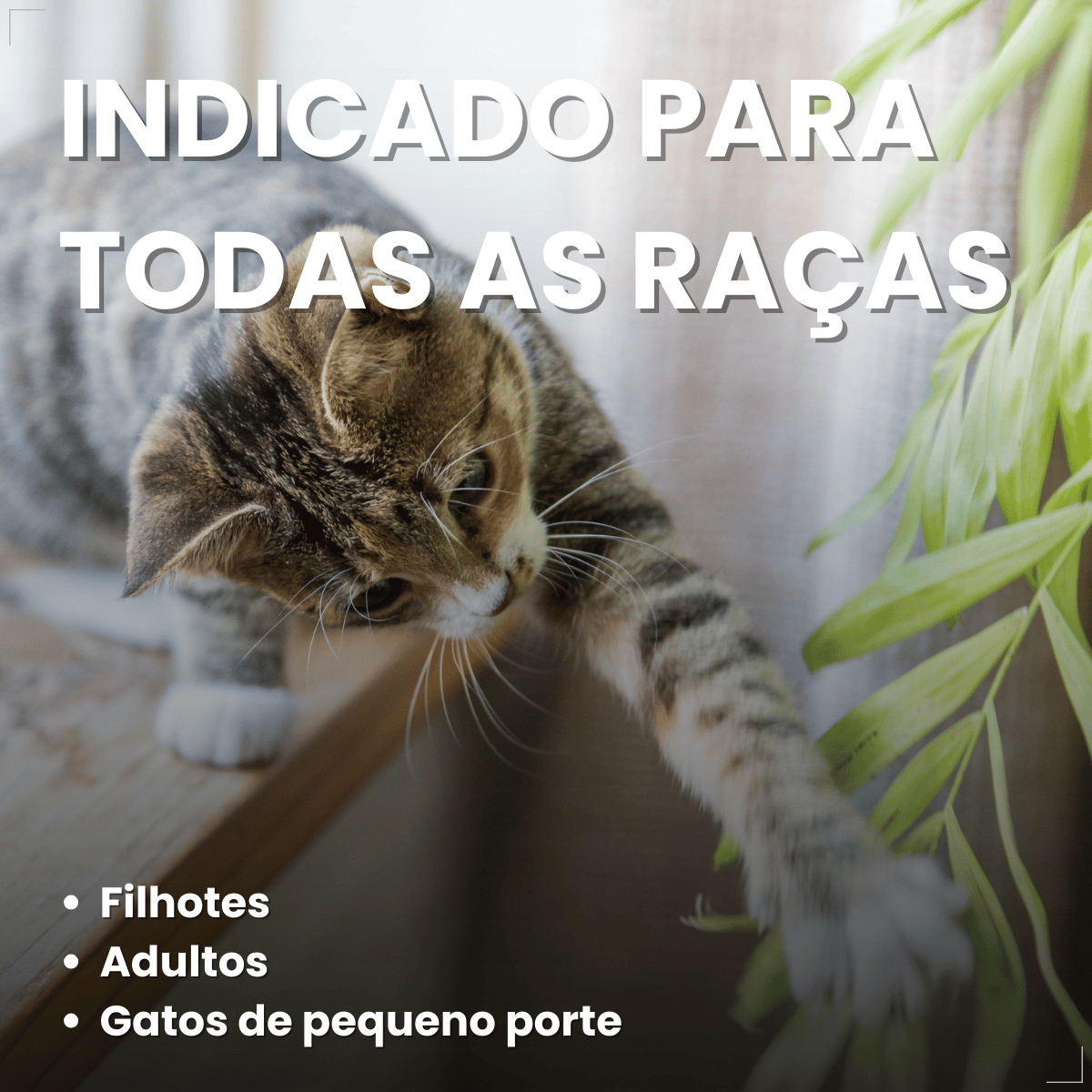Chalesco Brinquedo Abacate Catnip para Gatos