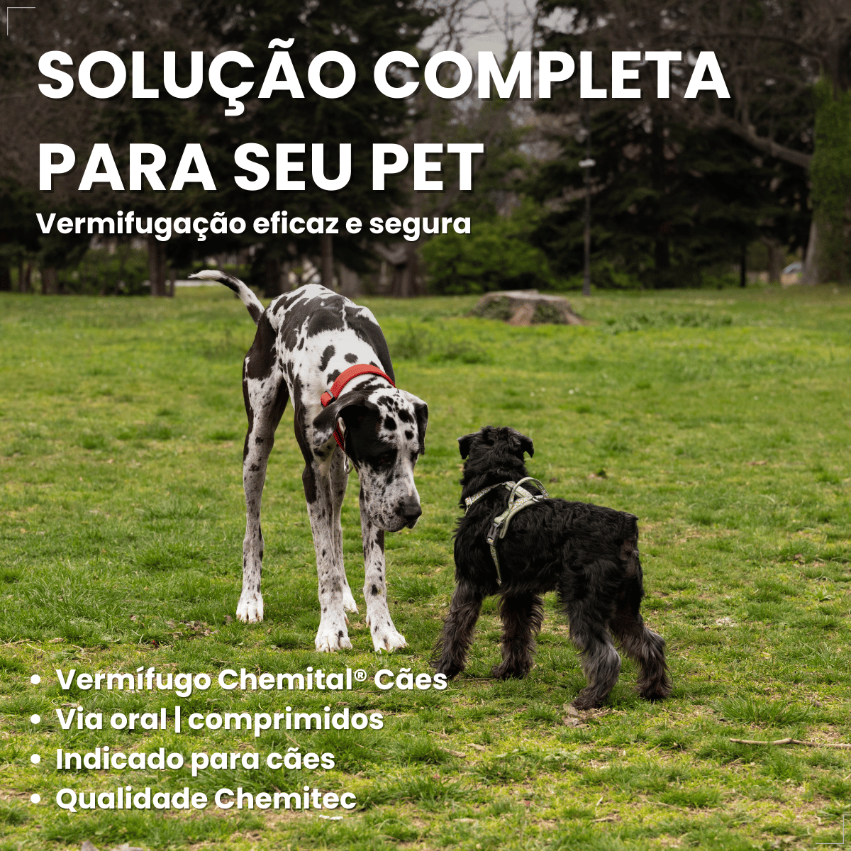 kIT 2 Chemital Vermífugo para cães Plus 4 comprimidos