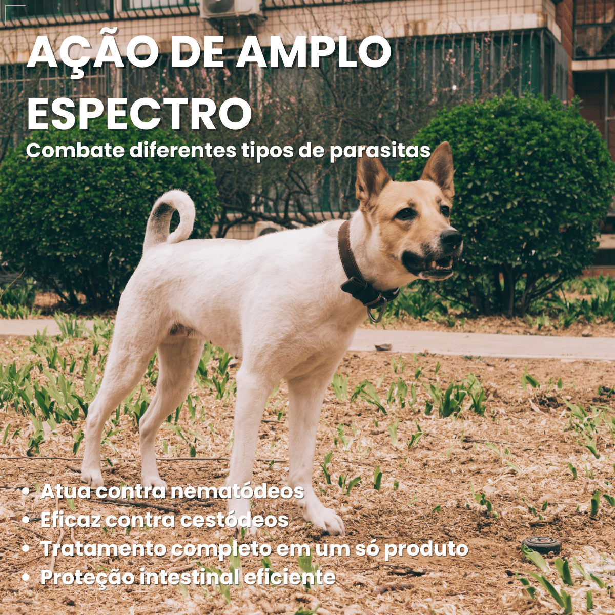 kIT 2 Chemital Vermífugo para cães Plus 4 comprimidos