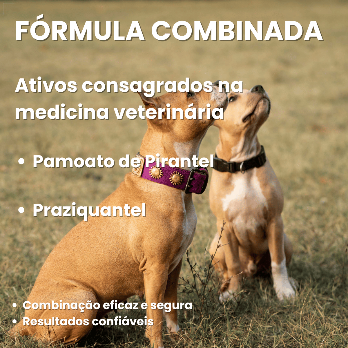 kIT 2 Chemital Vermífugo para cães Plus 4 comprimidos