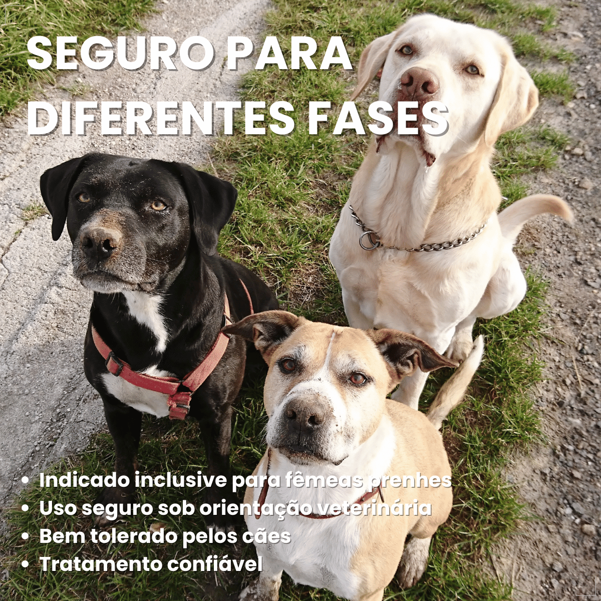 kIT 2 Chemital Vermífugo para cães Plus 4 comprimidos