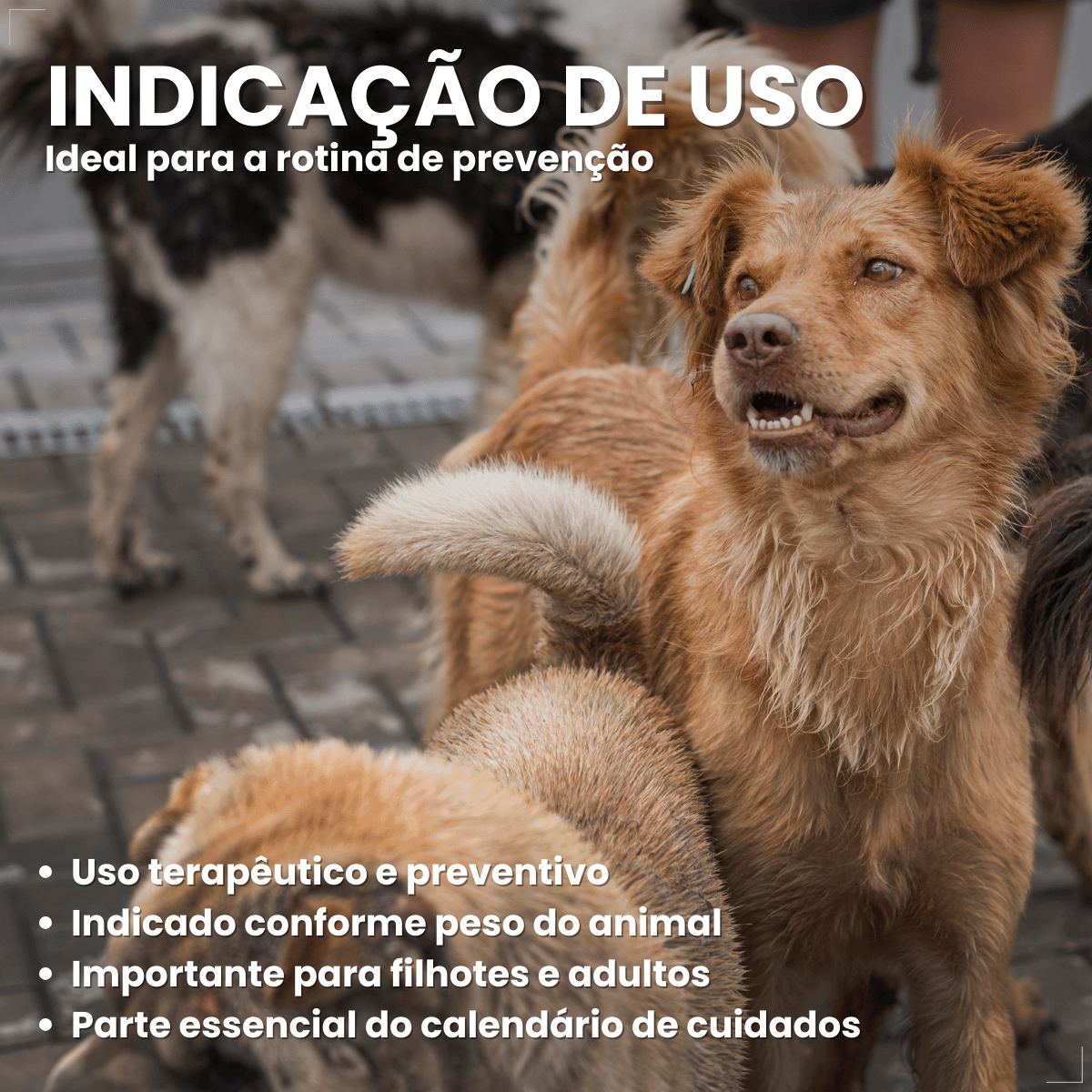 kIT 2 Chemital Vermífugo para cães Plus 4 comprimidos