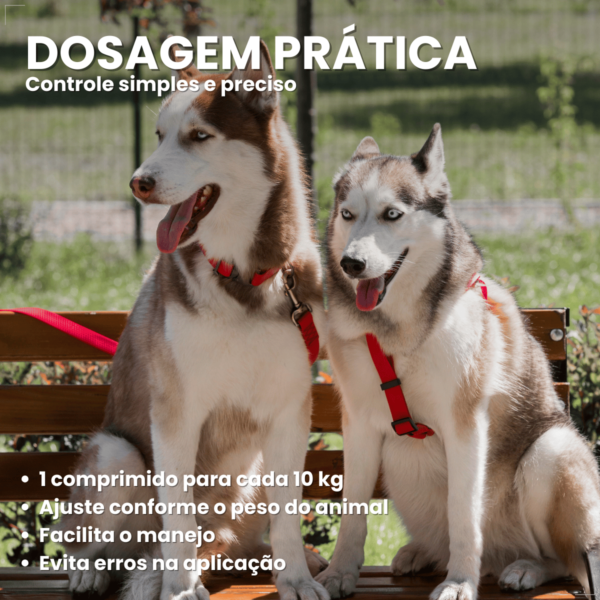 kIT 2 Chemital Vermífugo para cães Plus 4 comprimidos