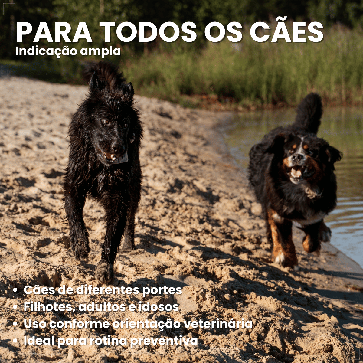 kIT 2 Chemital Vermífugo para cães Plus 4 comprimidos