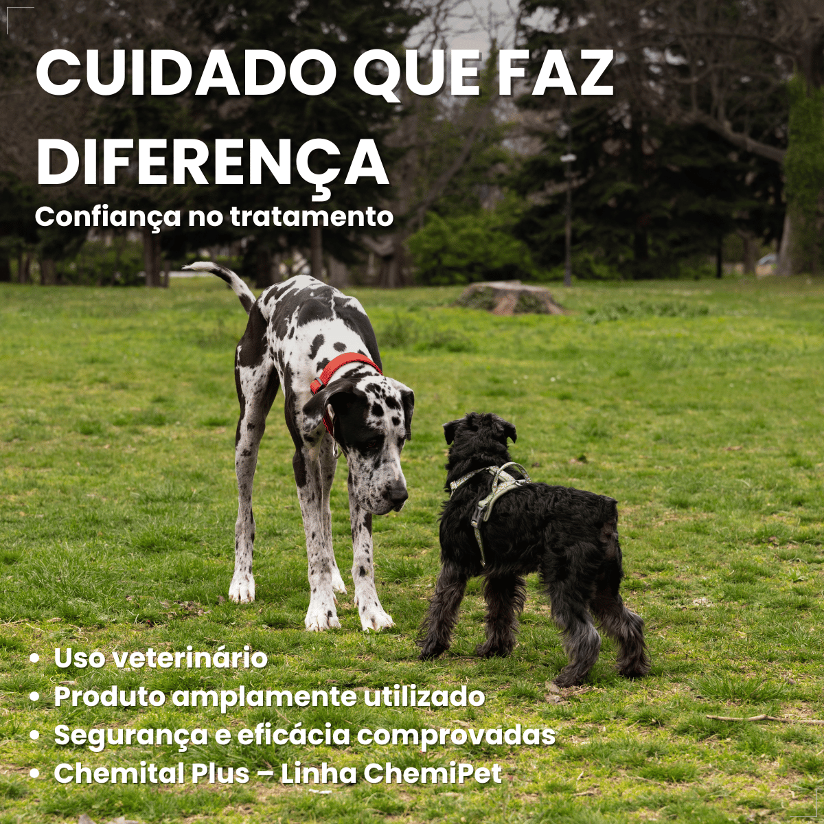 Chemital Vermífugo para cães Plus 4 comprimidos
