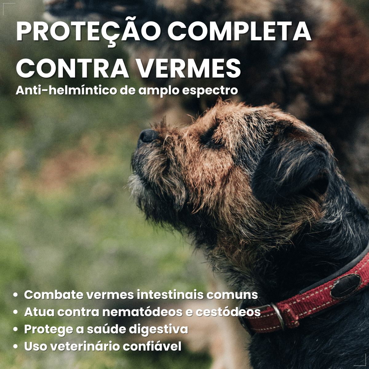 Chemital Vermífugo para cães Plus 4 comprimidos