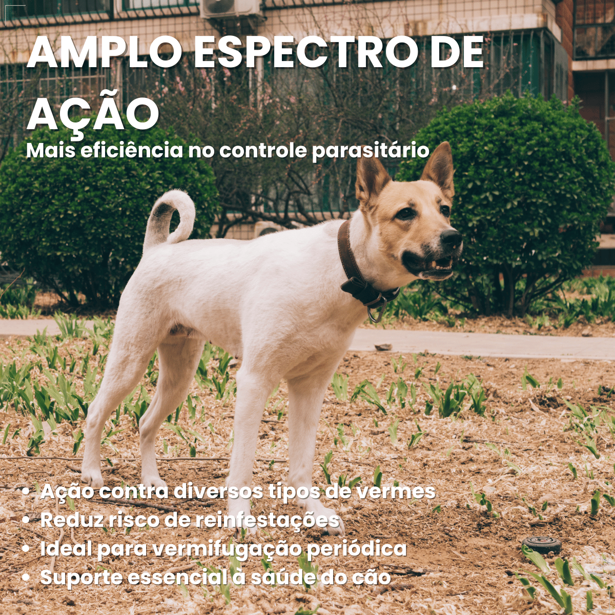 Chemital Vermífugo para cães Plus 4 comprimidos