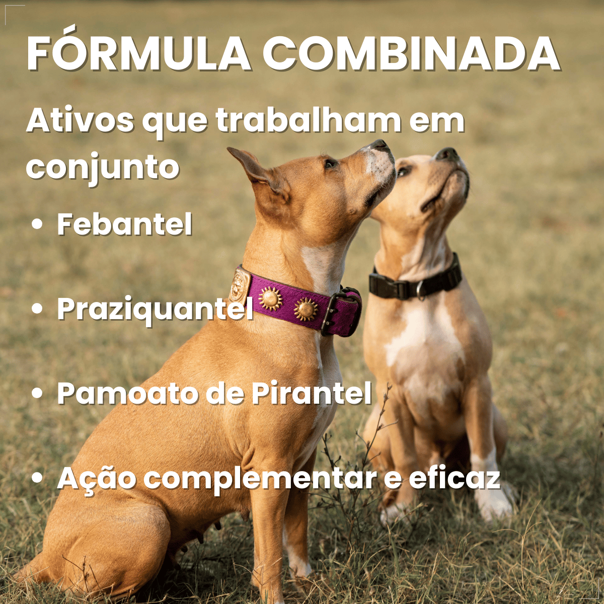Chemital Vermífugo para cães Plus 4 comprimidos
