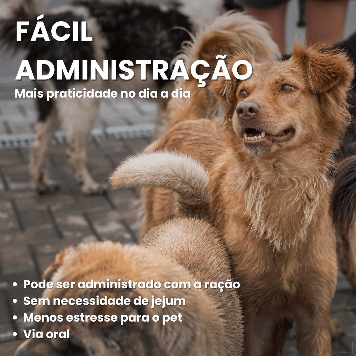 Chemital Vermífugo para cães Plus 4 comprimidos