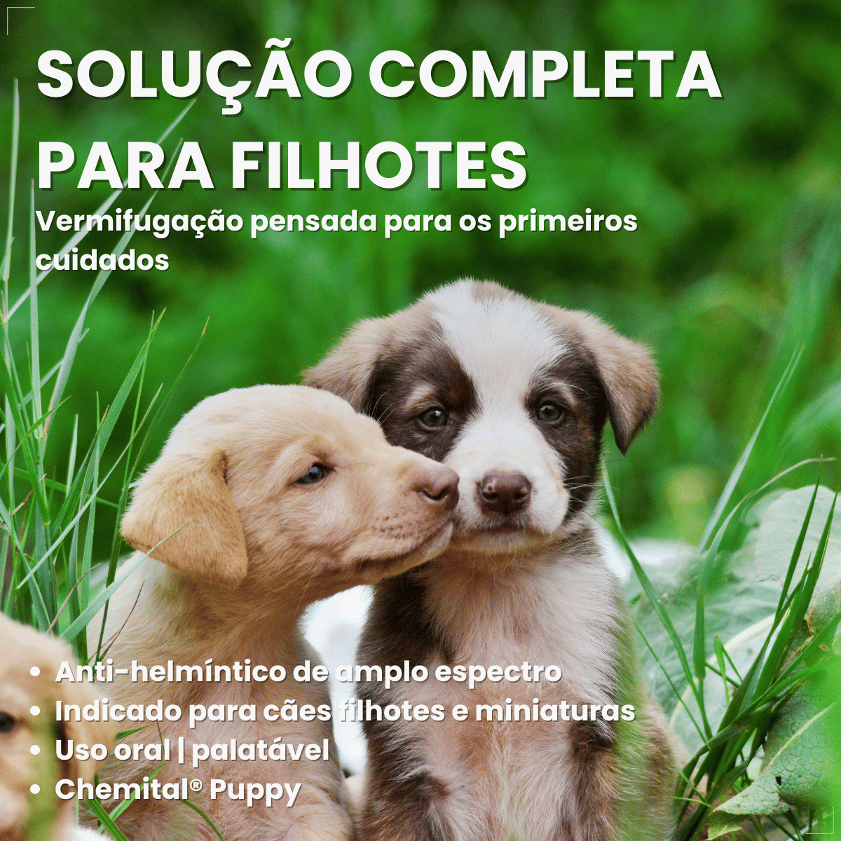 Vermífugo Chemital Puppy Para Cachorro Frasco Com 20 Ml
