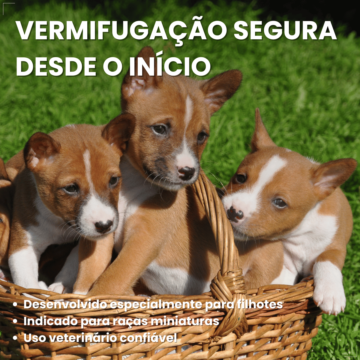 Vermífugo Chemital Puppy Para Cachorro Frasco Com 20 Ml