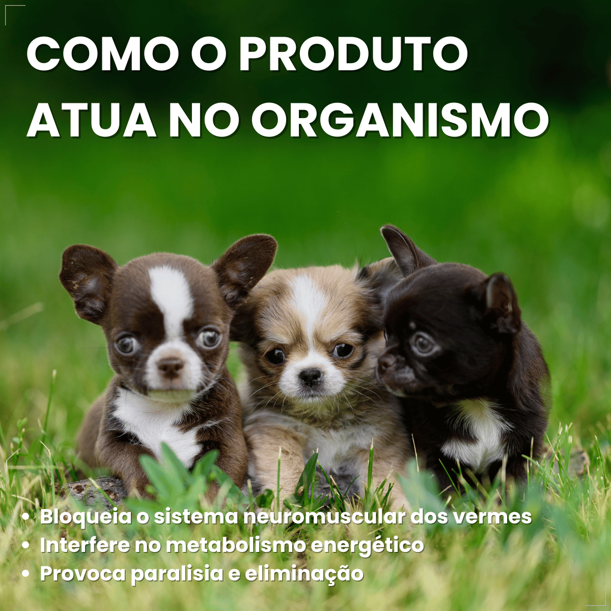 Vermífugo Chemital Puppy Para Cachorro Frasco Com 20 Ml