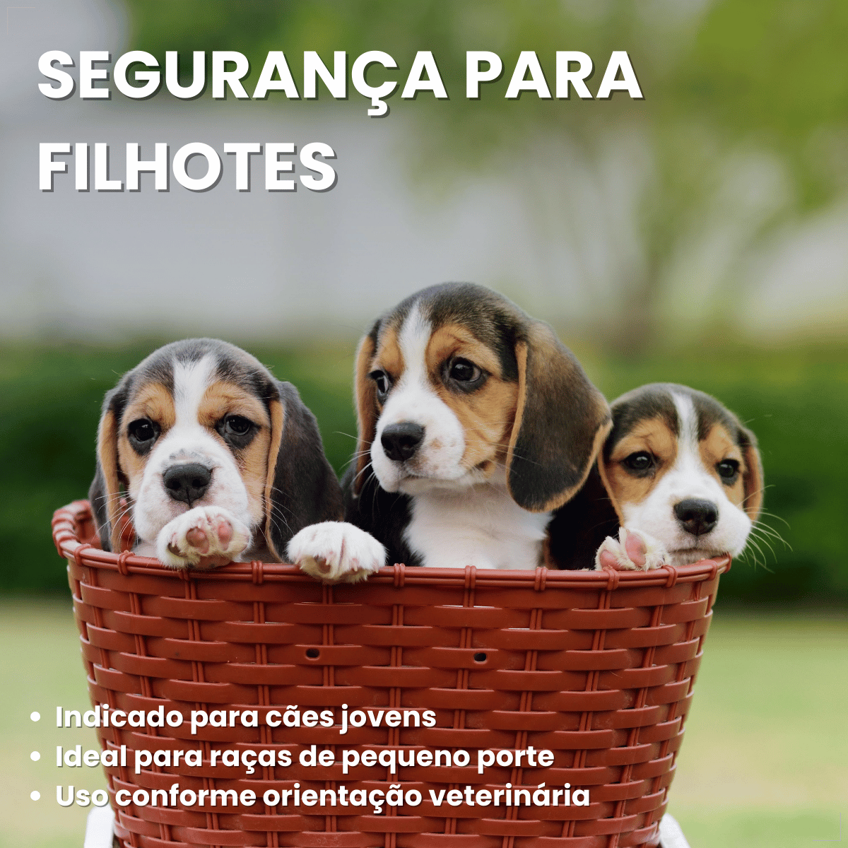Vermífugo Chemital Puppy Para Cachorro Frasco Com 20 Ml