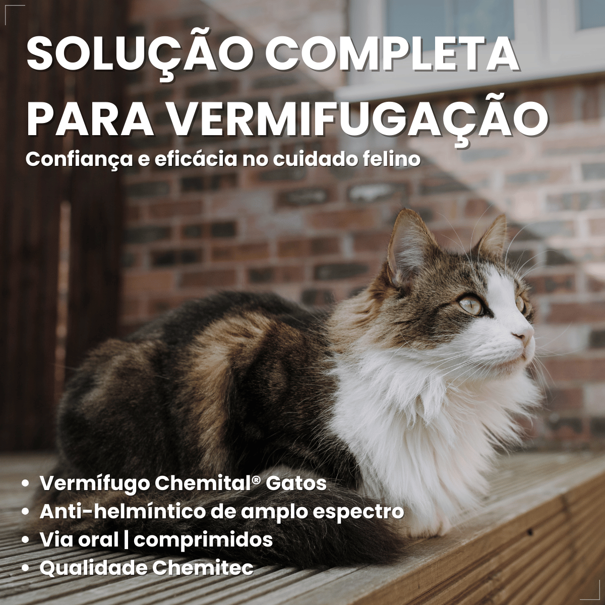 Chemital Vermífugo para gatos 4 comprimidos